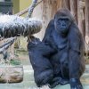 berlinzoo4
